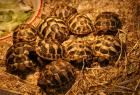 Griechische Landschildkröten