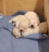 Labrador Welpen aus Hobbyzucht